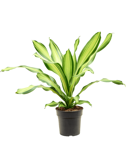 Planta naturala de interior Head D40xH60cm Dracaena fragrans 'Charley' PS19/17cm in pamant