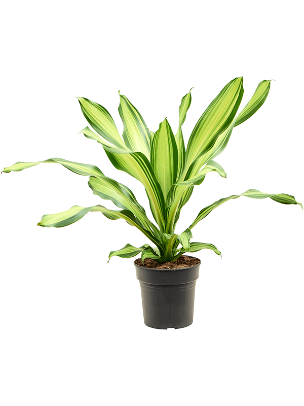 Planta naturala de interior Head D40xH60cm Dracaena fragrans 'Charley' PS19/17cm in pamant