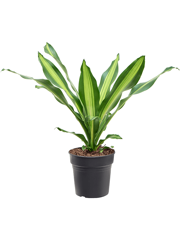 Planta naturala de interior Head D40xH75cm Dracaena fragrans 'Burley' PS21/19cm in pamant