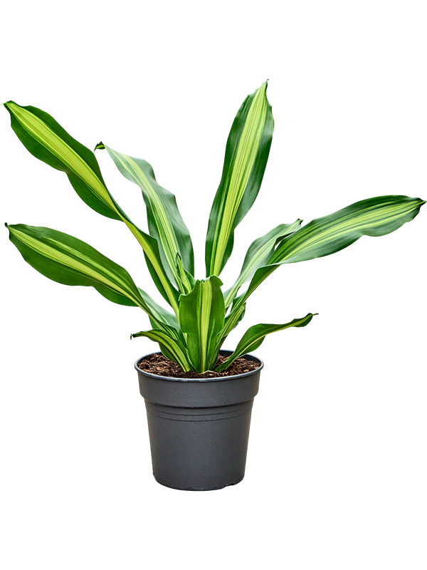Planta naturala de interior Head D50xH80cm Dracaena fragrans 'Burley' PS24/23cm in pamant