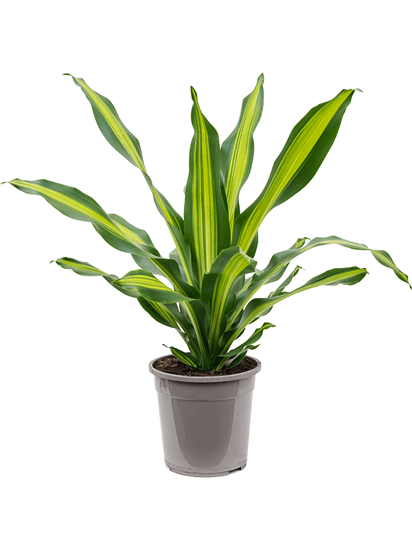 Planta naturala de interior Head D50xH80cm Dracaena fragrans 'Burley' PS24/23cm in pamant