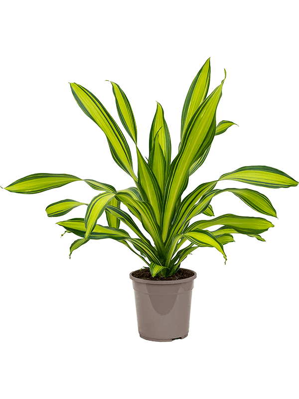 Planta naturala de interior Head D50xH90cm Dracaena fragrans 'Charley' PS24/23cm in pamant