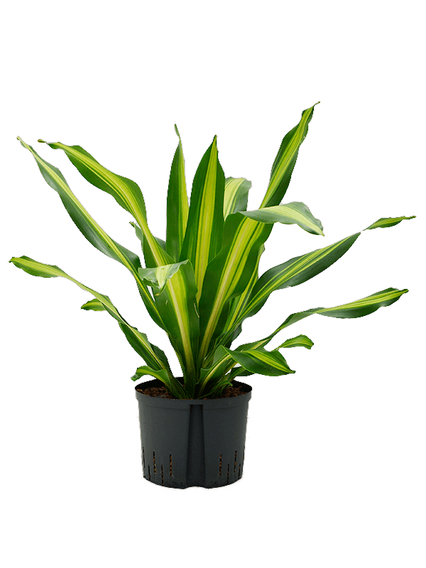 Planta naturala de interior Head D60xH80cm Dracaena fragrans 'Burley' P25/19cm in hidrogranule
