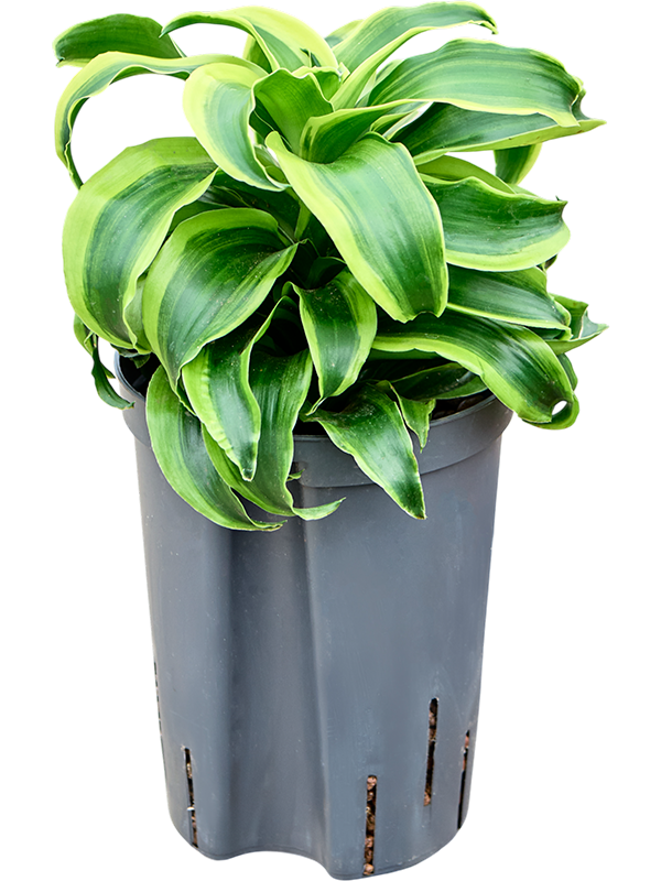 Planta naturala de interior Kopf D20xH35cm Dracaena fragrans 'Tornado' P15/19cm in hidrogranule