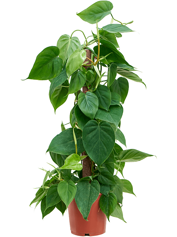 Planta naturala de interior Kratiste klimstok 80 D30xH80cm Philodendron scandens PS19/18cm in pamant