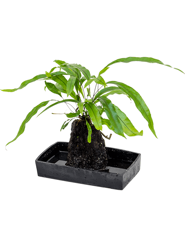 Planta naturala de interior Lava stone D25xH40cm Lova microsorum diversifolium PS25/5cm in pamant