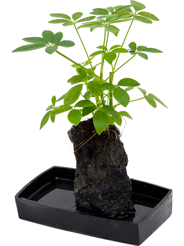 Planta naturala de interior Lava stone D25xH40cm Schefflera Lova PS25/5cm in pamant