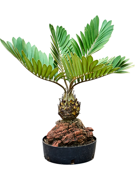 Planta naturala de interior Lava stone D45xH60cm Zamia furfuracae PS25/8cm in pamant