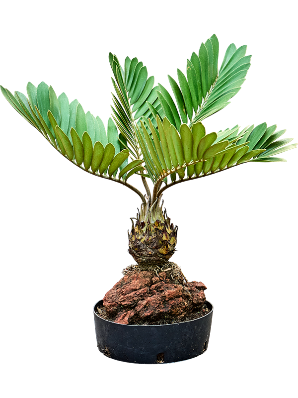 Planta naturala de interior Lava stone D45xH60cm Zamia furfuracae PS25/8cm in pamant