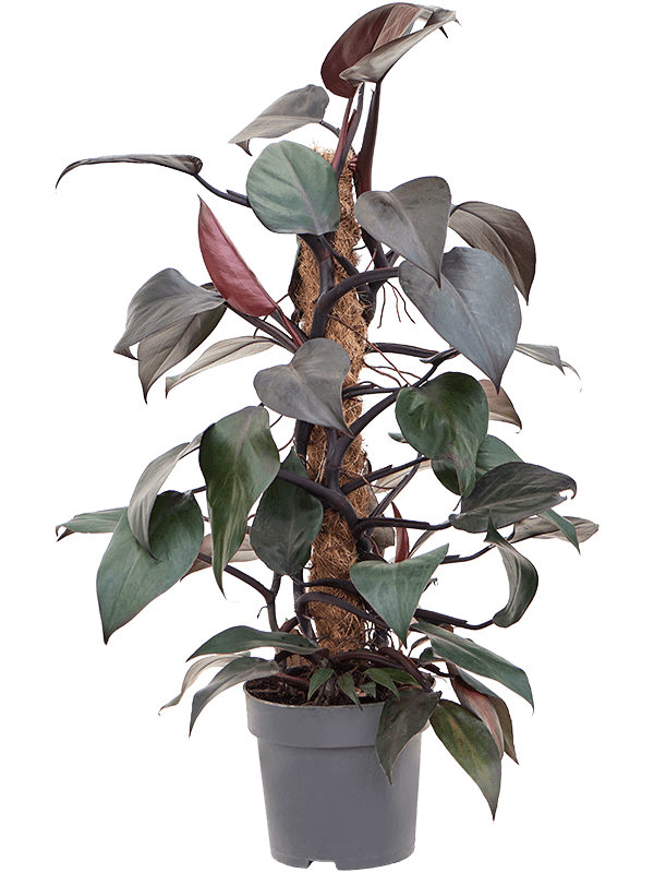 Planta naturala de interior Mosspole 60 D40xH60cm Philodendron 'New Red' PS17/15cm in pamant