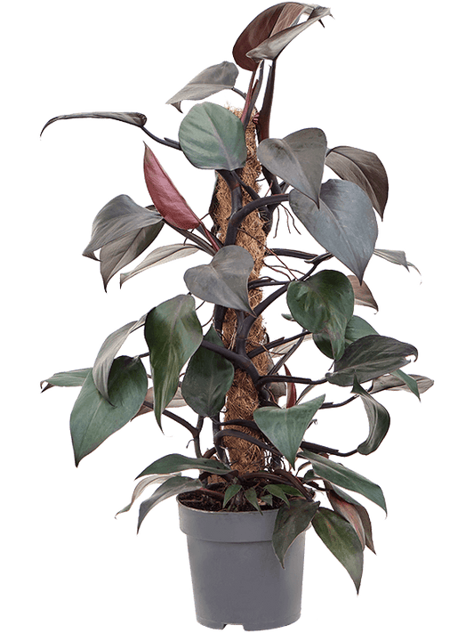 Planta naturala de interior Mosspole 60 D40xH60cm Philodendron 'New Red' PS17/15cm in pamant