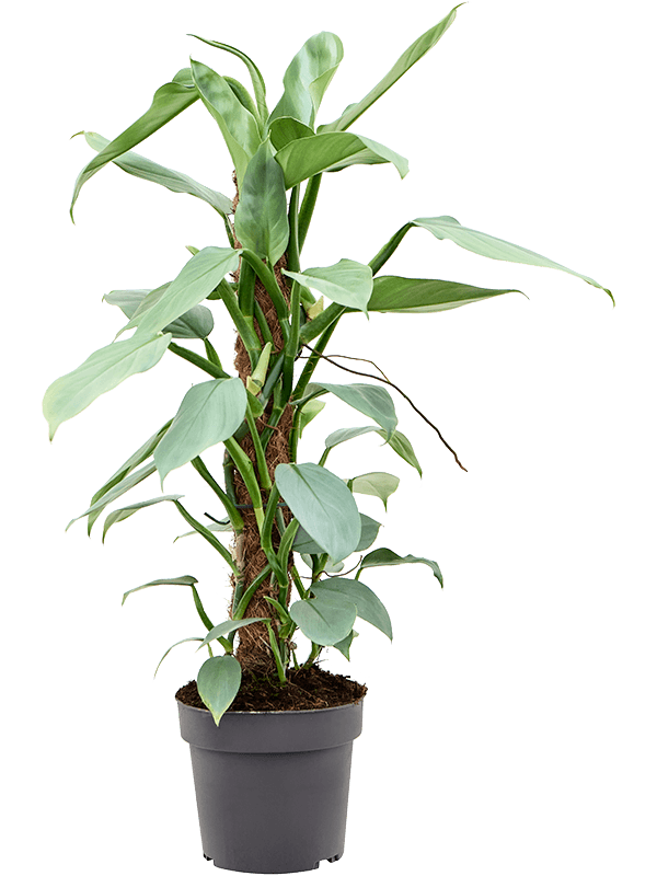 Planta naturala de interior Mosspole 60 D40xH60cm Philodendron ‘Silver Queen’ PS17/15cm in pamant