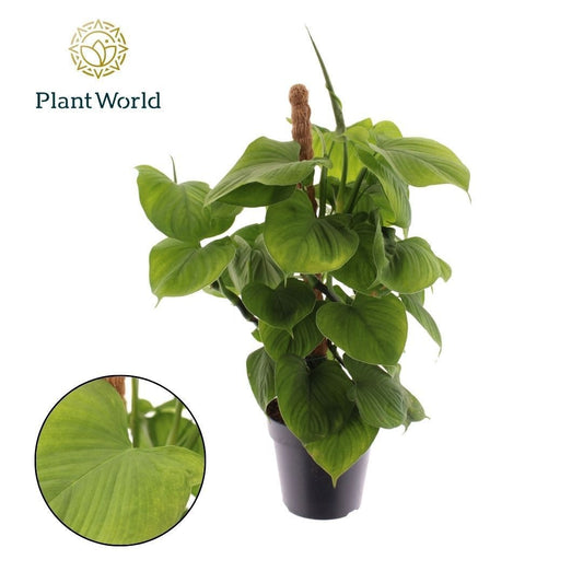 Planta naturala de interior Mosspole D15xH40cm Philodendron PS12/10cm in pamant