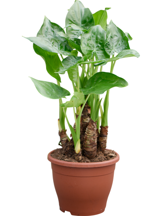 Planta naturala de interior Multi stam D30xH55cm Alocasia cucullata PS23/21cm in pamant