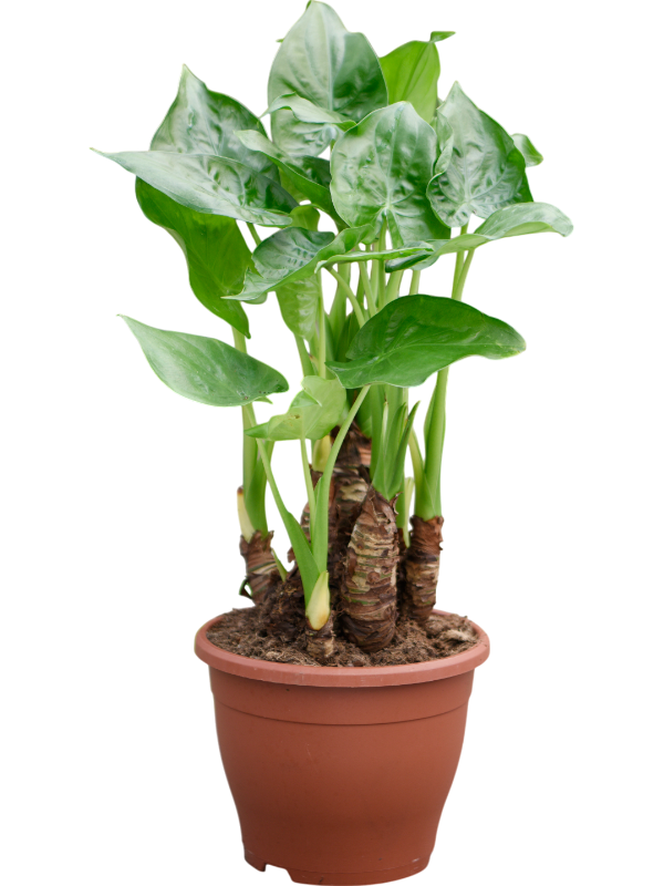 Planta naturala de interior Multi stam D30xH55cm Alocasia cucullata PS23/21cm in pamant