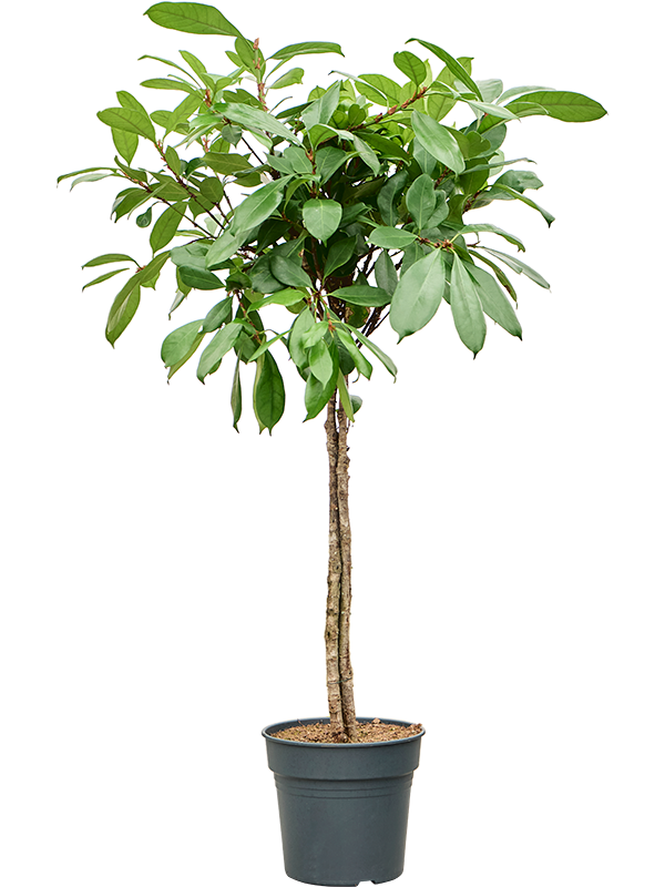 Planta naturala de interior Multi stem D100xH160cm Ficus cyathistipula PS30/27cm in pamant