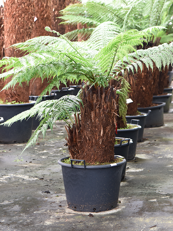 Planta naturala de interior Multi Stem D120xH120cm Dicksonia antarctica PS50/34cm in pamant