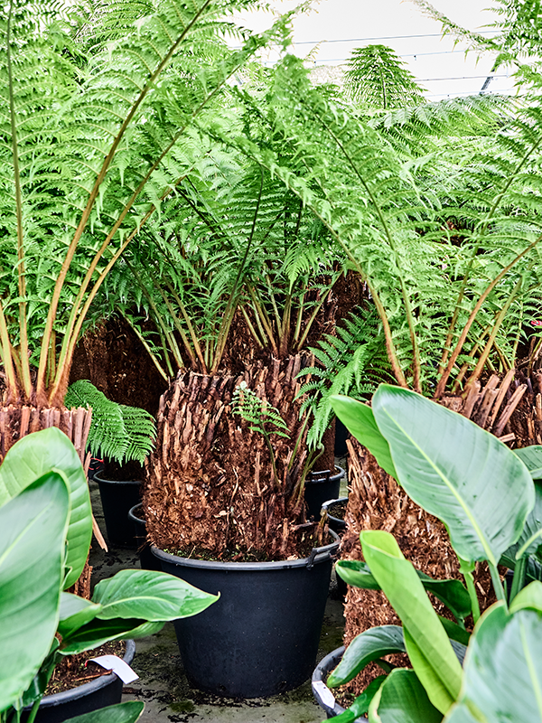 Planta naturala de interior Multi Stem D120xH120cm Dicksonia antarctica PS60/43cm in pamant