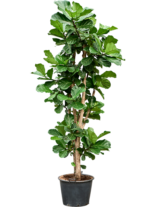 Planta naturala de interior Multi stem D120xH300cm Ficus lyrata (250/300) PS60/43cm in pamant