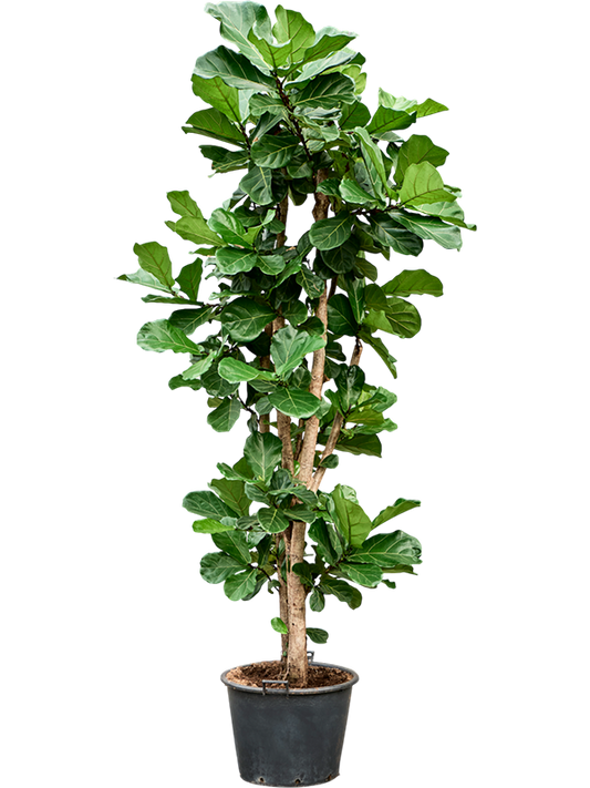 Planta naturala de interior Multi stem D120xH300cm Ficus lyrata (250/300) PS60/48cm in pamant