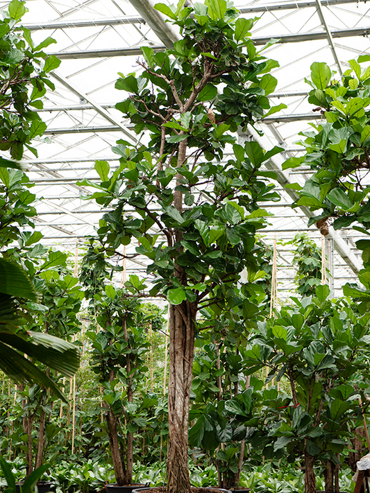 Planta naturala de interior Multi stem D120xH540cm Ficus lyrata PS95/73cm in pamant