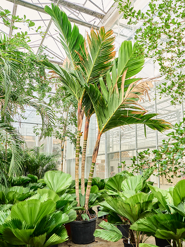 Planta naturala de interior Multi stem D150xH275cm Areca vestiaria (275-300) PS60/48cm in pamant