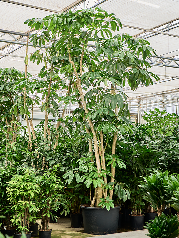 Planta naturala de interior Multi stem D150xH370cm Schefflera actinophylla 'Amate' (350/400) PS80/51cm in pamant