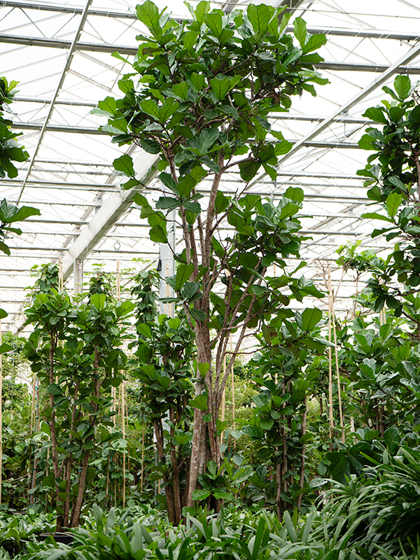Planta naturala de interior Multi stem D150xH510cm Ficus lyrata PS95/73cm in pamant