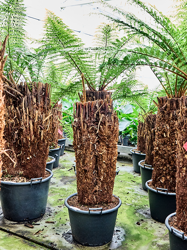 Planta naturala de interior Multi Stem D200xH180cm Dicksonia antarctica PS50/34cm in pamant