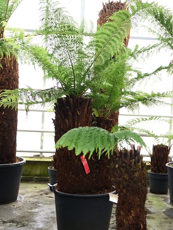 Planta naturala de interior Multi Stem D200xH180cm Dicksonia antarctica PS64/50cm in pamant