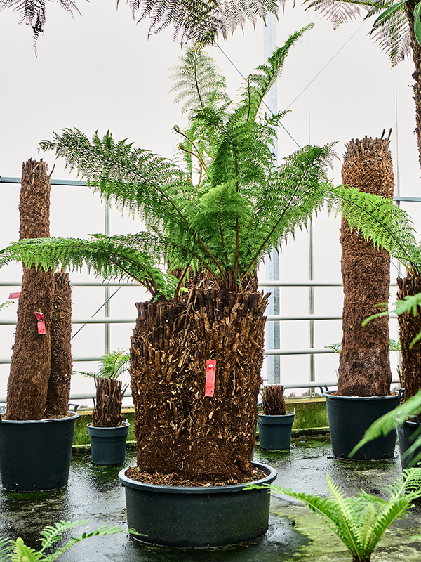 Planta naturala de interior Multi Stem D200xH200cm Dicksonia antarctica PS88/32cm in pamant