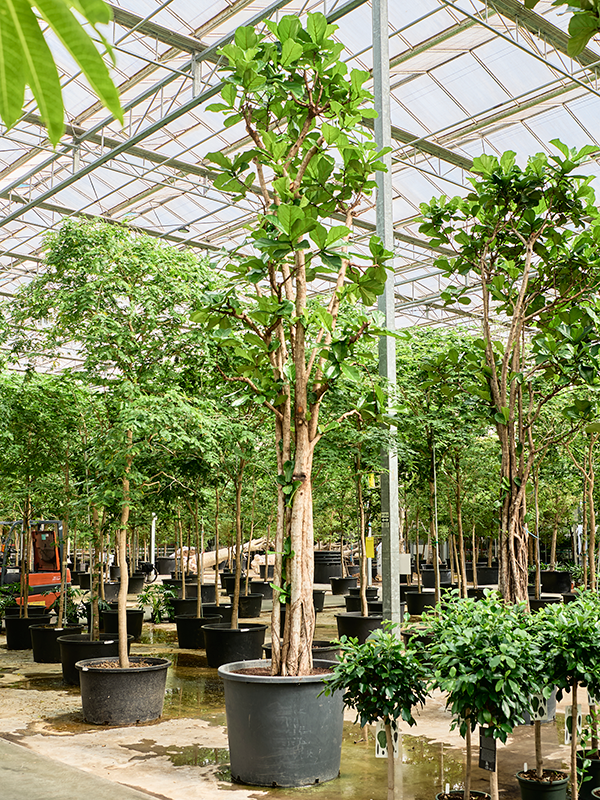 Planta naturala de interior Multi stem D200xH535cm Ficus lyrata PS102/82cm in pamant