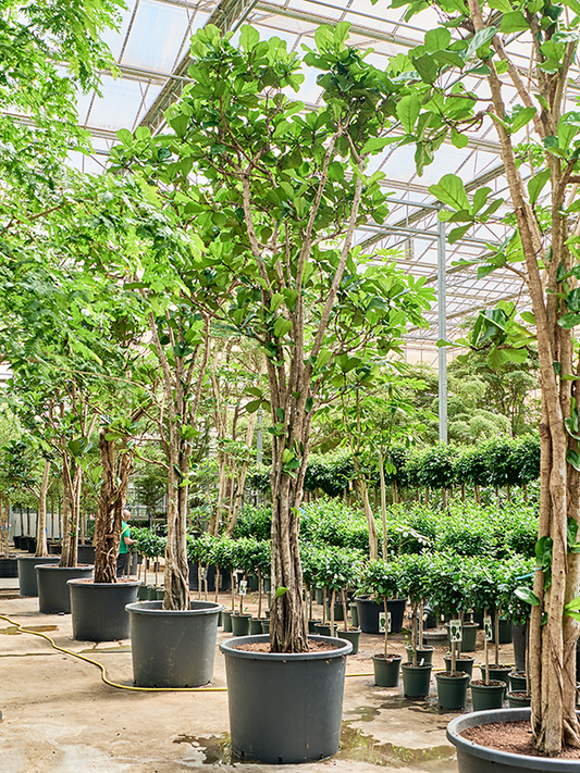 Planta naturala de interior Multi stem D210xH515cm Ficus lyrata PS102/82cm in pamant