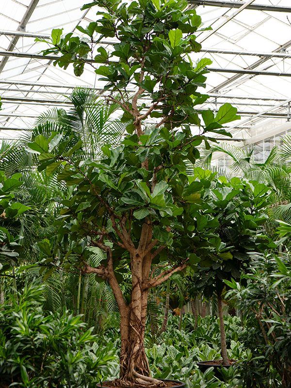 Planta naturala de interior Multi stem D220xH500cm Ficus lyrata (250/300) PS96/55cm in pamant