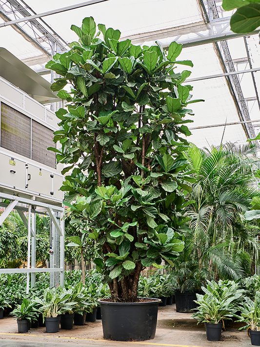 Planta naturala de interior Multi stem D225xH500cm Ficus lyrata PS85/55cm in pamant