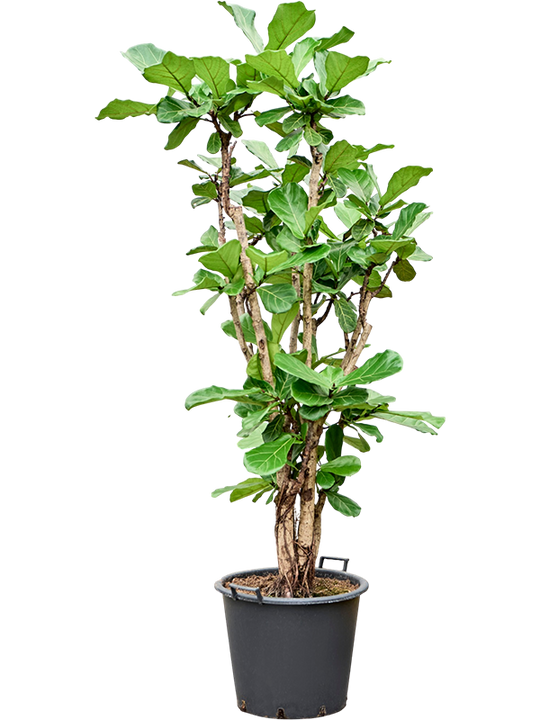 Planta naturala de interior Multi stem D230xH260cm Ficus lyrata PS55/41cm in pamant