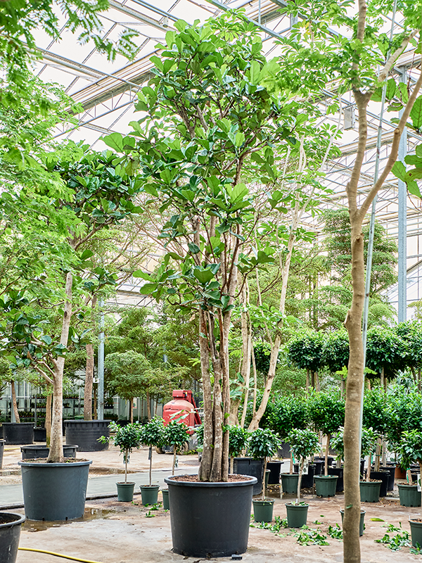 Planta naturala de interior Multi stem D230xH570cm Ficus lyrata PS102/82cm in pamant
