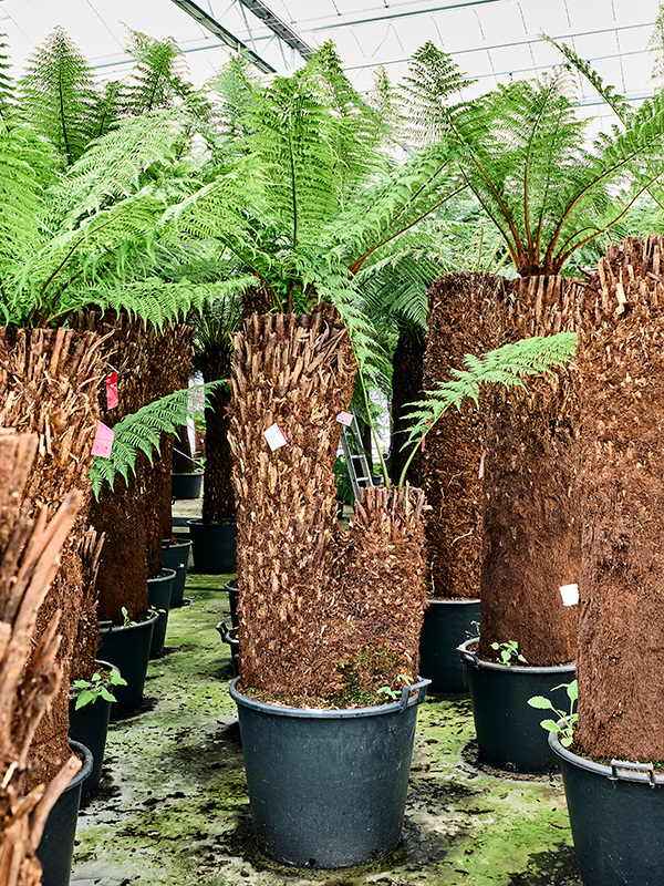Planta naturala de interior Multi Stem D250xH250cm Dicksonia antarctica PS65/44cm in pamant