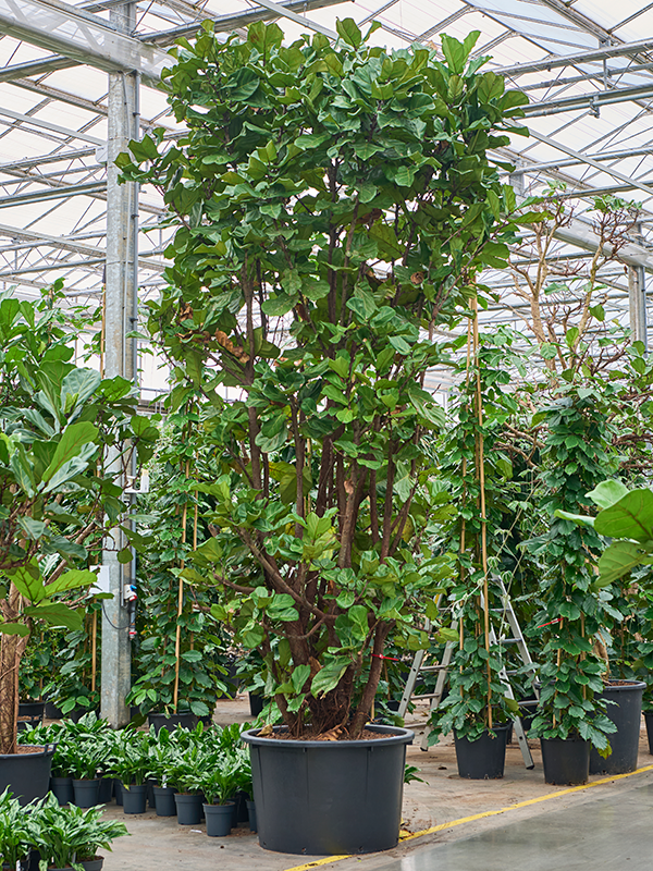 Planta naturala de interior Multi stem D250xH550cm Ficus lyrata PS110/68cm in pamant