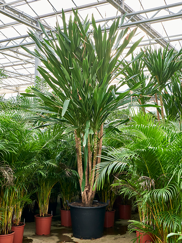 Planta naturala de interior Multi stem D260xH400cm Dracaena gymea (360-420) PS65/51cm in pamant