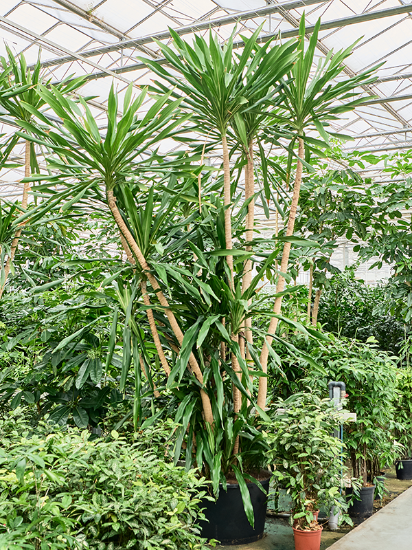 Planta naturala de interior Multi stem D260xH450cm Dracaena gymea (400-450) PS80/51cm in pamant