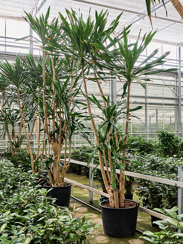 Planta naturala de interior Multi stem D260xH450cm Dracaena gymea (420-480) PS65/51cm in pamant