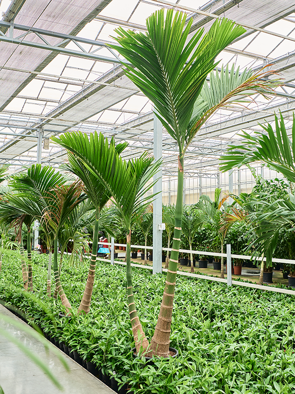 Planta naturala de interior Multi stem D275xH280cm Areca catechu dwarf (370-400) PS50/41cm in pamant