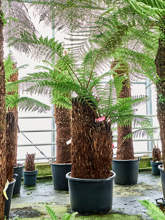 Planta naturala de interior Multi Stem D275xH285cm Dicksonia antarctica PS80/51cm in pamant