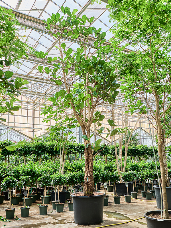 Planta naturala de interior Multi stem D280xH620cm Ficus lyrata PS102/82cm in pamant