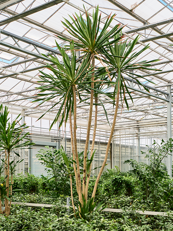 Planta naturala de interior Multi stem D300xH530cm Dracaena gymea (500-550) PS80/51cm in pamant