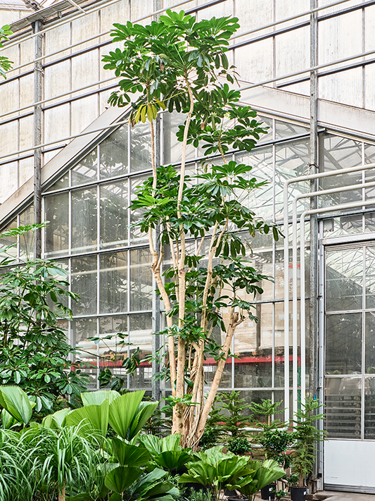 Planta naturala de interior Multi stem D370xH670cm Schefflera actinophylla 'Amate' PS102/82cm in pamant