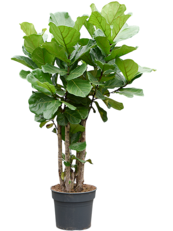 Planta naturala de interior Multi stem D85xH160cm Ficus lyrata (140-180) PS38/32cm in pamant