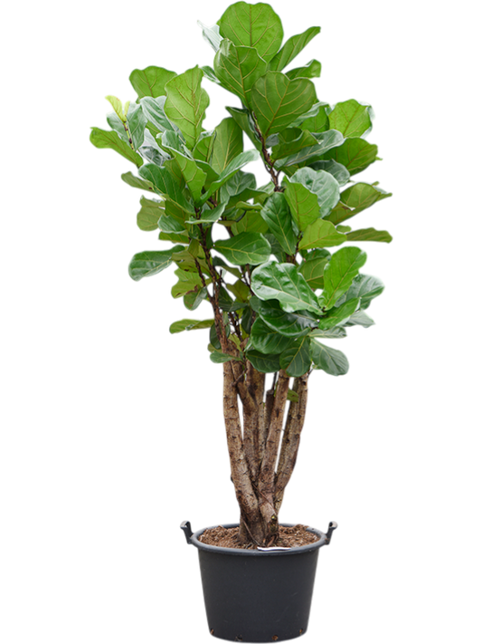 Planta naturala de interior Multi stem D90xH165cm Ficus lyrata PS50/34cm in pamant