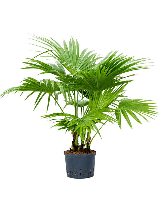 Planta naturala de interior Multi stem D90xH165cm Livistona chinensis P25/19cm in hidrogranule